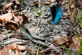 MORPHIDAE, Morpho peleides